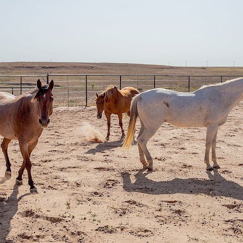 The image shows three horses standing in a sandy enclosure with a fence in the background and open fields beyond.