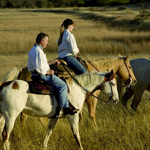 Three people are riding horses in a grassy field under clear skies, all dressed in casual riding attire.