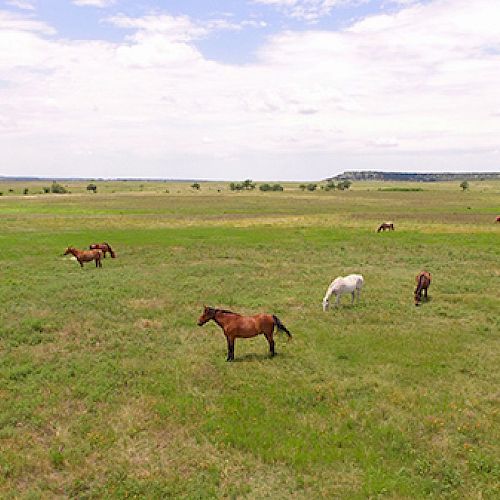 Several horses are grazing in a vast, open field under a partly cloudy sky.