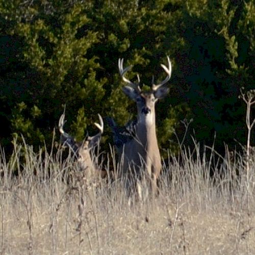 The image shows two deer standing in dry grass with a backdrop of trees and vegetation.