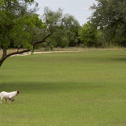 A white dog is running across a grassy field surrounded by trees under a cloudy sky.