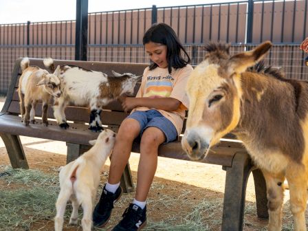 A child on a bench is surrounded by goats and a donkey in a fenced outdoor area, enjoying the company of the animals.