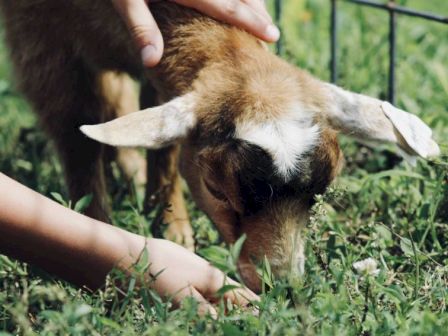 A brown baby goat is grazing on green grass, with a person's hands gently stroking it, next to a wire fence.