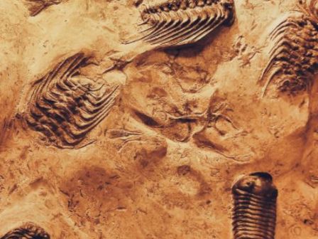 The image shows fossils of trilobites embedded in sedimentary rock, showcasing their detailed exoskeletons and segmentation.