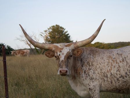 A longhorn cow stands in a grassy field with another cow in the background near a fence and trees, under a clear sky.