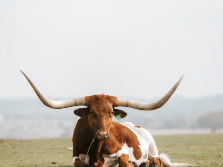 A longhorn cow with large curved horns is lying down in a grassy field, with a calm and peaceful background.