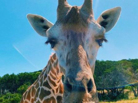 A close-up image of a giraffe with a grassy field and trees in the background under a bright, clear blue sky.