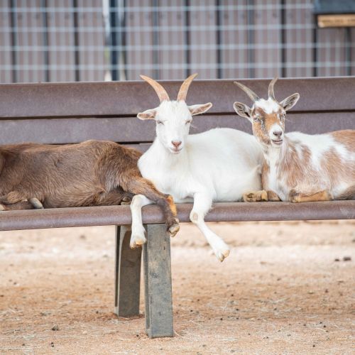 Three goats are lounging on a bench in an outdoor setting, with a fence visible in the background.