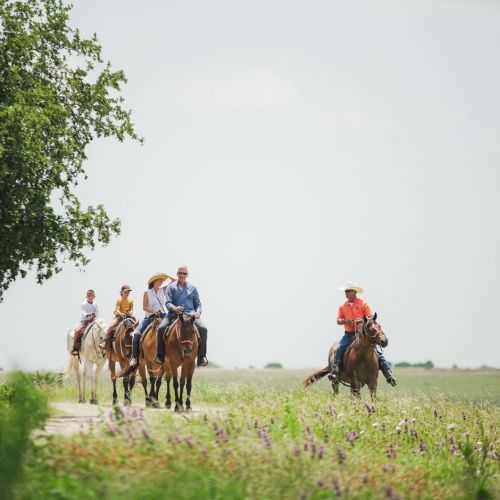 Four people are riding horses on a grassy path under a clear sky, with trees and open fields surrounding them in a rural setting.