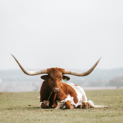 A longhorn cow with large horns is lying on grass in an open field, with a distant, hazy background.
