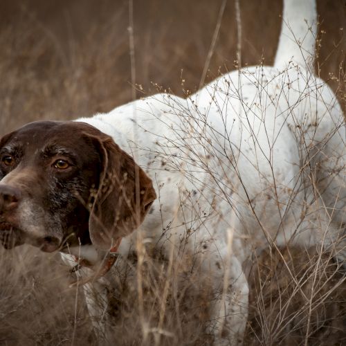 A brown-and-white hunting dog sniffing through tall dry grass, focused on something in the distance as it moves forward.