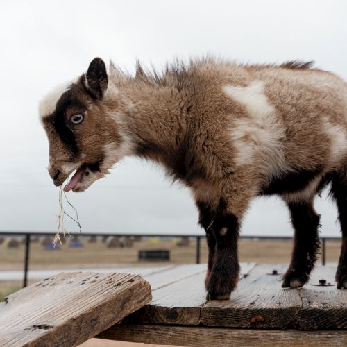 A rustic goat stands on a wooden platform, chewing string, with a fence and open plains in the background.