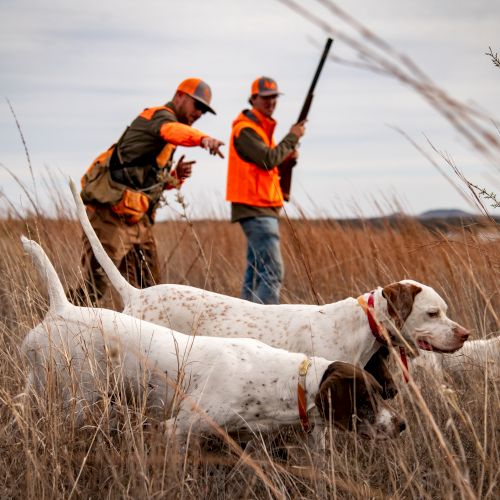 Hunters in orange vests dragging a pair of dogs through tall grass with a shotgun, aiming to pursue game in a field.