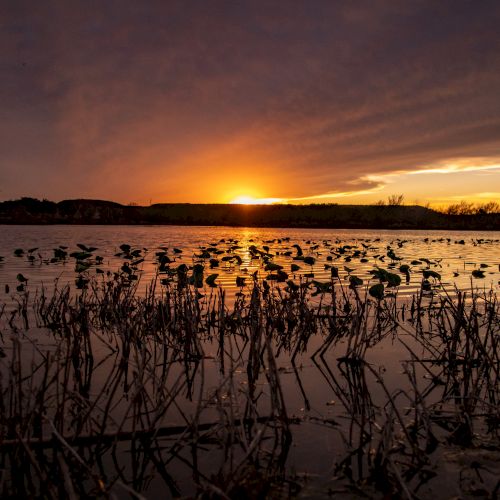 A serene sunset over a calm lake with silhouetted reeds in the foreground and a warm orange glow across the horizon.