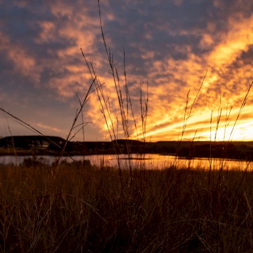 A sunset over a calm body of water with tall dried grasses in the foreground, casting warm orange and gold light across the horizon.