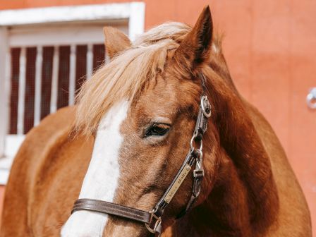 A brown horse with a white blaze on its face stands in front of a red barn with white trim, wearing a bridle with a bit attached.