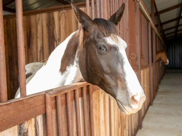 A black and white horse with its head over a stall door in a stable, alongside a second horse in the background.