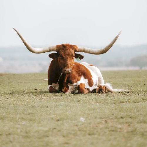 A longhorn cow with impressive horns sits on grass in an open field, with a hazy sky and distant hills in the background.