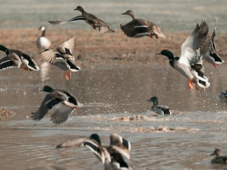 Rough Creek Lodge, Ranch & Resort
