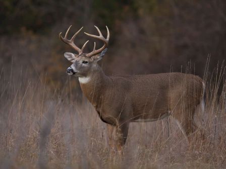 A large deer with antlers stands in tall grass, blending into its natural environment, surrounded by a dense forest backdrop.