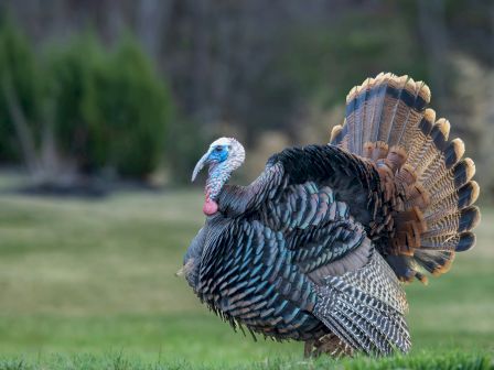 A wild turkey stands in a grassy area with its tail feathers fanned out.