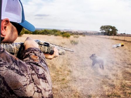A person in camouflage is aiming a shotgun at a wild boar in an open field, captured mid-shot.