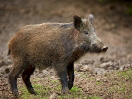 Rough Creek Lodge, Ranch & Resort