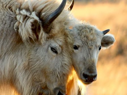 Rough Creek Lodge, Ranch & Resort