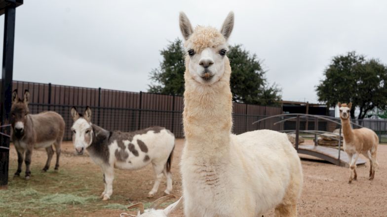 A group of llamas in a pen or farmyard; one white llama foreground, others grazing or standing in the background. End.